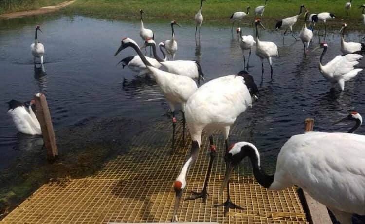 世界のタンチョウ鶴の四分の一が生息する「鶴の故郷」、チチハル市の扎龍自然保護区(金さん特別編)