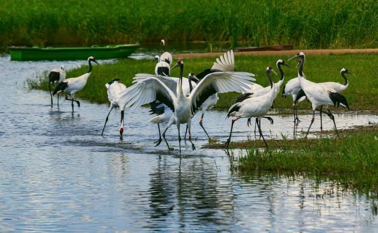 世界のタンチョウ鶴の四分の一が生息する「鶴の故郷」、チチハル市の扎龍自然保護区(金さん特別編)