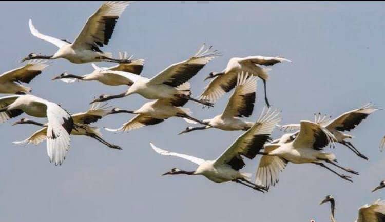 世界のタンチョウ鶴の四分の一が生息する「鶴の故郷」、チチハル市の扎龍自然保護区(金さん特別編)