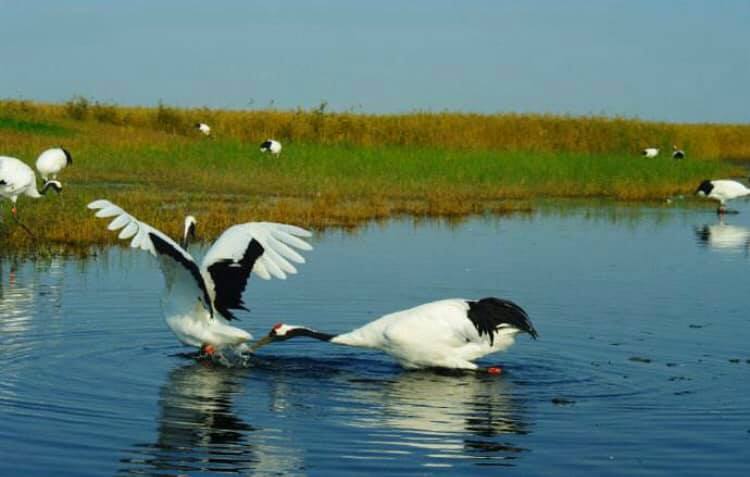 世界のタンチョウ鶴の四分の一が生息する「鶴の故郷」、チチハル市の扎龍自然保護区(金さん特別編)