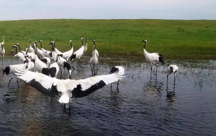 世界のタンチョウ鶴の四分の一が生息する「鶴の故郷」、チチハル市の扎龍自然保護区(金さん特別編)