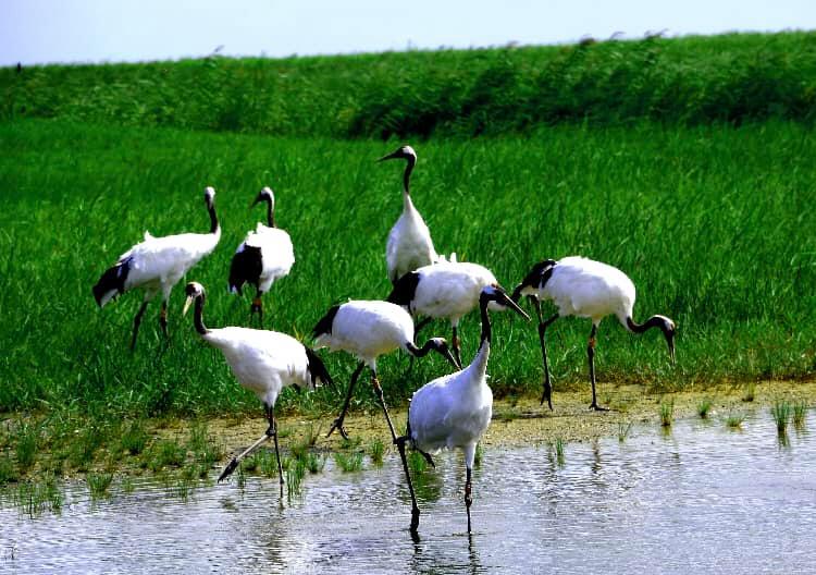 世界のタンチョウ鶴の四分の一が生息する「鶴の故郷」、チチハル市の扎龍自然保護区(金さん特別編)