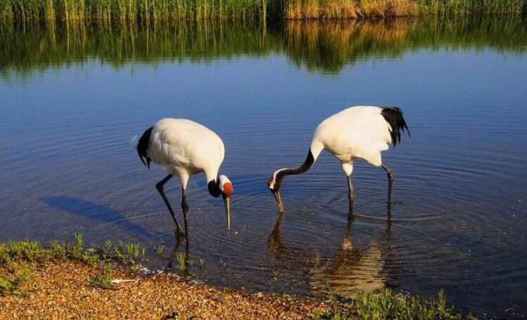 世界のタンチョウ鶴の四分の一が生息する「鶴の故郷」、チチハル市の扎龍自然保護区(金さん特別編)