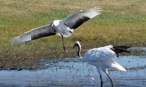 世界のタンチョウ鶴の四分の一が生息する「鶴の故郷」、チチハル市の扎龍自然保護区(金さん特別編)
