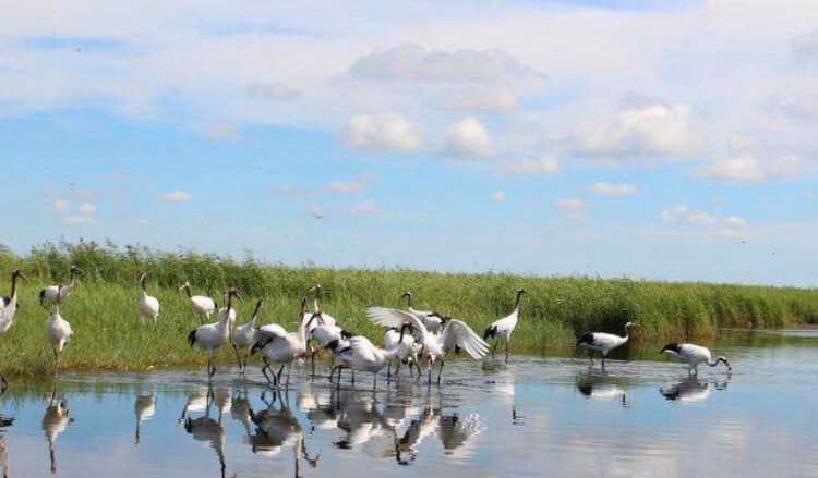 世界のタンチョウ鶴の四分の一が生息する「鶴の故郷」、チチハル市の扎龍自然保護区(金さん特別編)