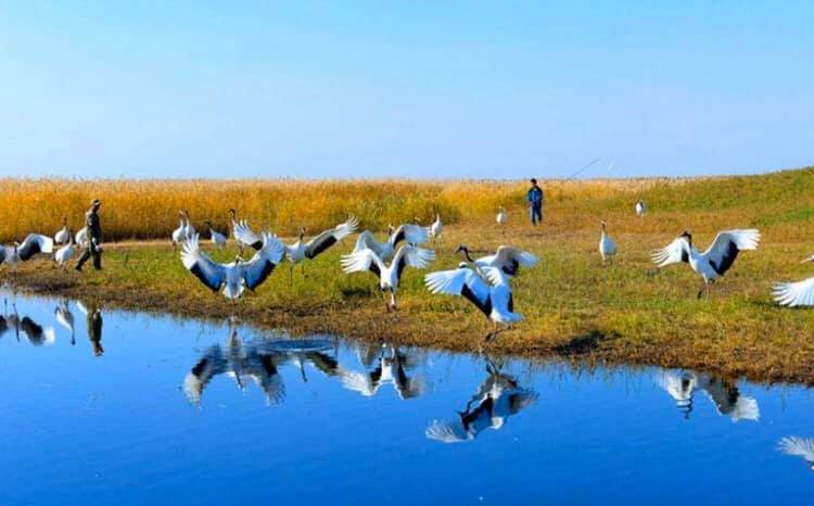 世界のタンチョウ鶴の四分の一が生息する「鶴の故郷」、チチハル市の扎龍自然保護区(金さん特別編)