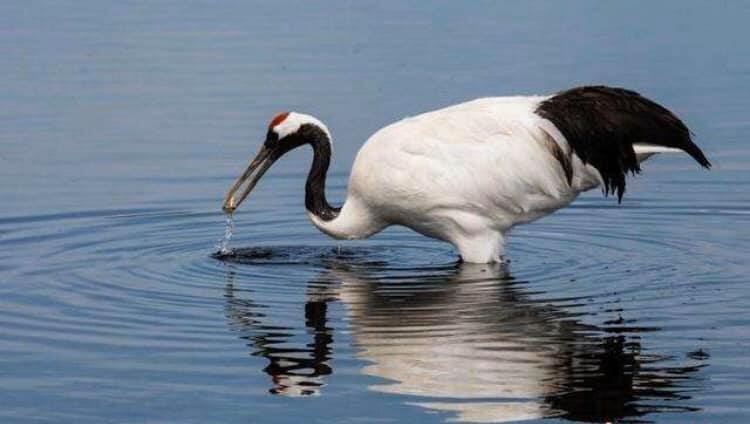 世界のタンチョウ鶴の四分の一が生息する「鶴の故郷」、チチハル市の扎龍自然保護区(金さん特別編)