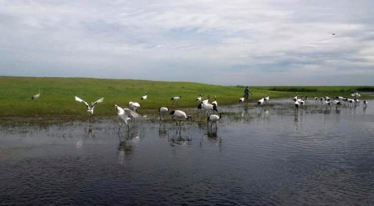 世界のタンチョウ鶴の四分の一が生息する「鶴の故郷」、チチハル市の扎龍自然保護区(金さん特別編)