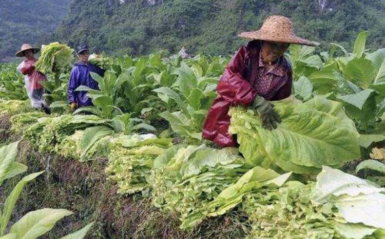 羅城ムーラオ族自治県で多く生活しているムーラオ族(李さん特別編)