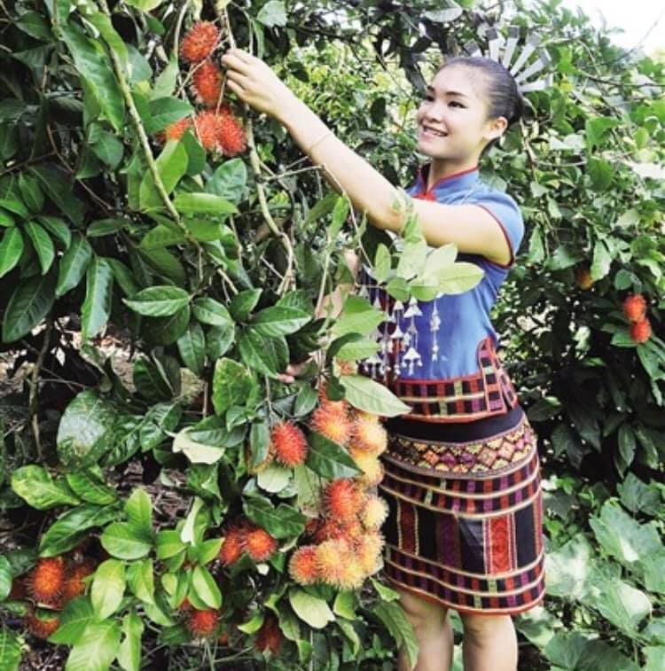 海南島の熱帯気候の中で生活している黎族(羅さん特別編)