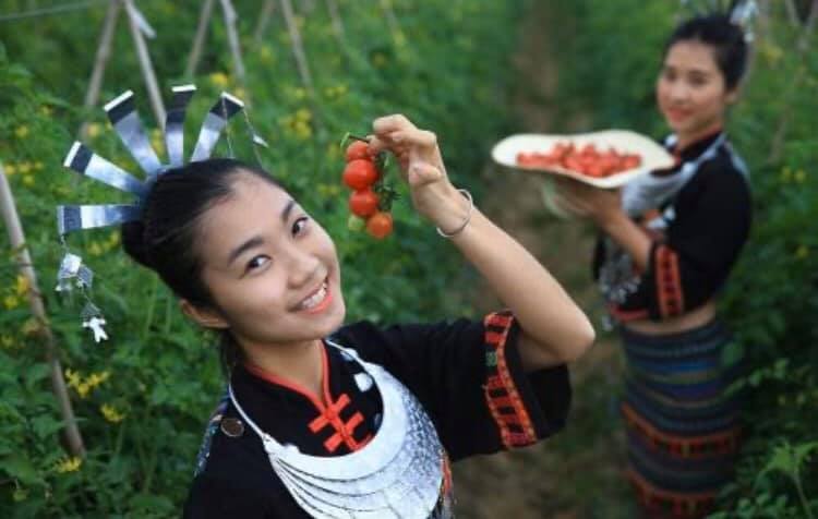 海南島の熱帯気候の中で生活している黎族(羅さん特別編)