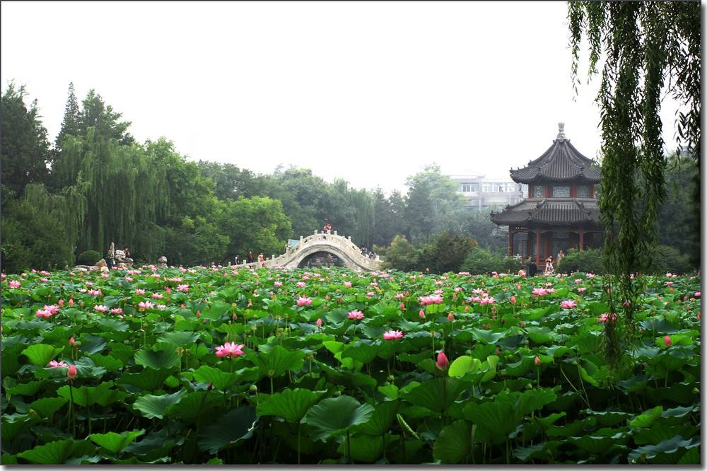 蓮が一面に生い茂る池の風景がとても美しい、河北省保定市にある古蓮花池景区(金さん特別編)