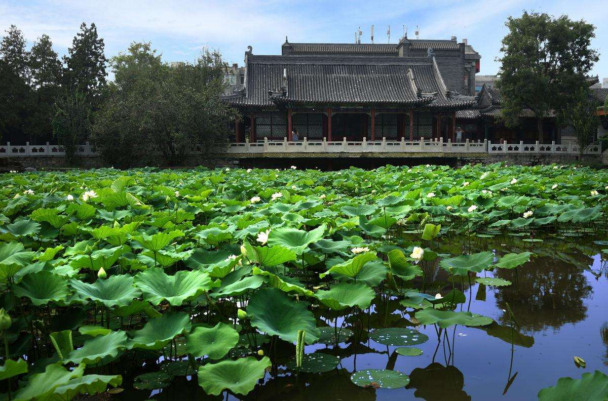 蓮が一面に生い茂る池の風景がとても美しい、河北省保定市にある古蓮花池景区(金さん特別編)