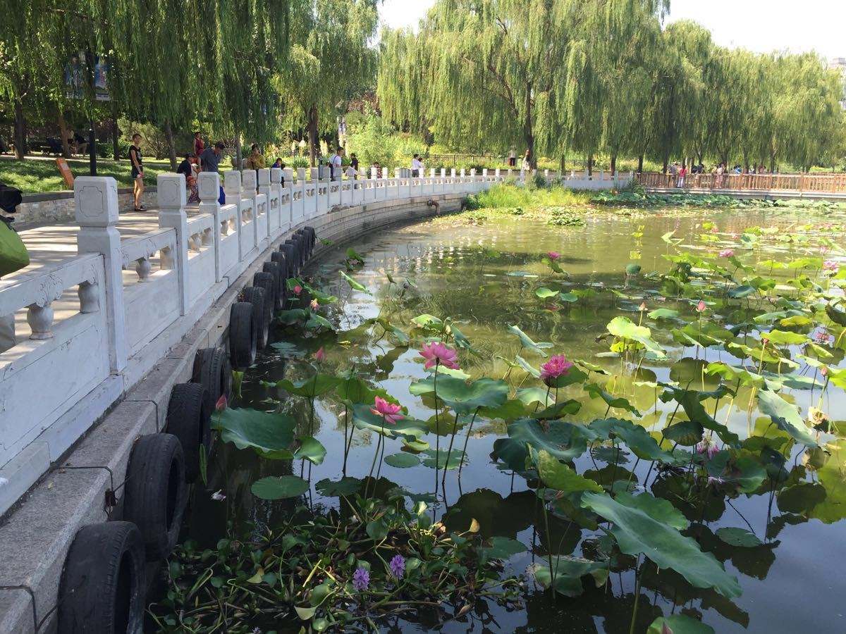 蓮が一面に生い茂る池の風景がとても美しい、河北省保定市にある古蓮花池景区(金さん特別編)