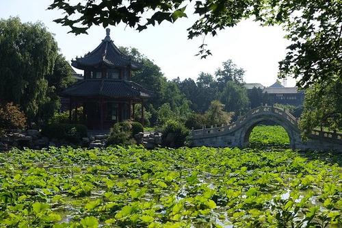 蓮が一面に生い茂る池の風景がとても美しい、河北省保定市にある古蓮花池景区(金さん特別編)