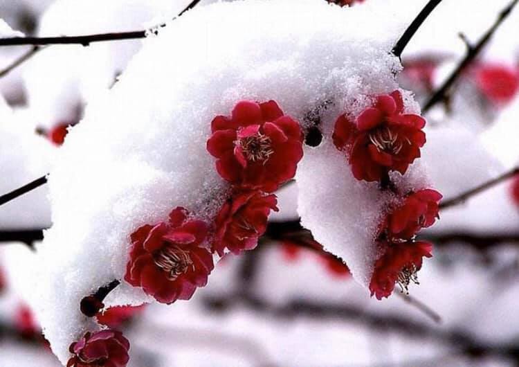 楊先生の漢詩朗読(その41. 雪の中で花を著け、寒さ(=境遇の悪さ)に耐えて、清らかな香りを放つ梅花を詠んだ、王安石の漢詩「梅花」)