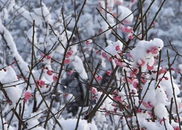 楊先生の漢詩朗読(その41. 雪の中で花を著け、寒さ(=境遇の悪さ)に耐えて、清らかな香りを放つ梅花を詠んだ、王安石の漢詩「梅花」)