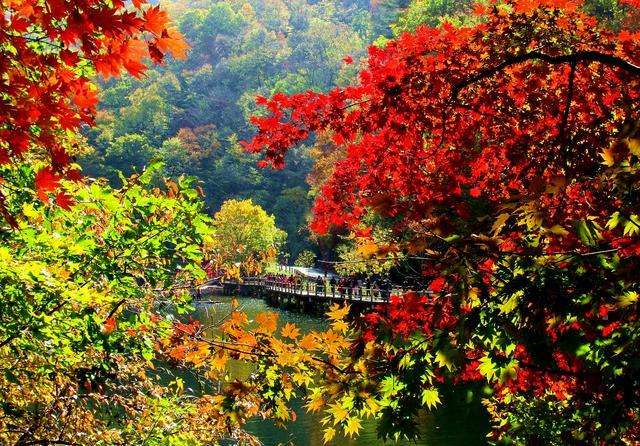 「紅葉の故郷」と呼ばれるほど紅葉が有名な本渓満族自治県(金さん特別編)