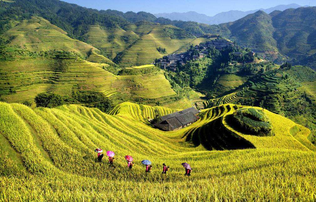 雄大なスケールと綺麗な曲線の美が人々を魅了する龍勝龍脊棚田(李さん特別編)