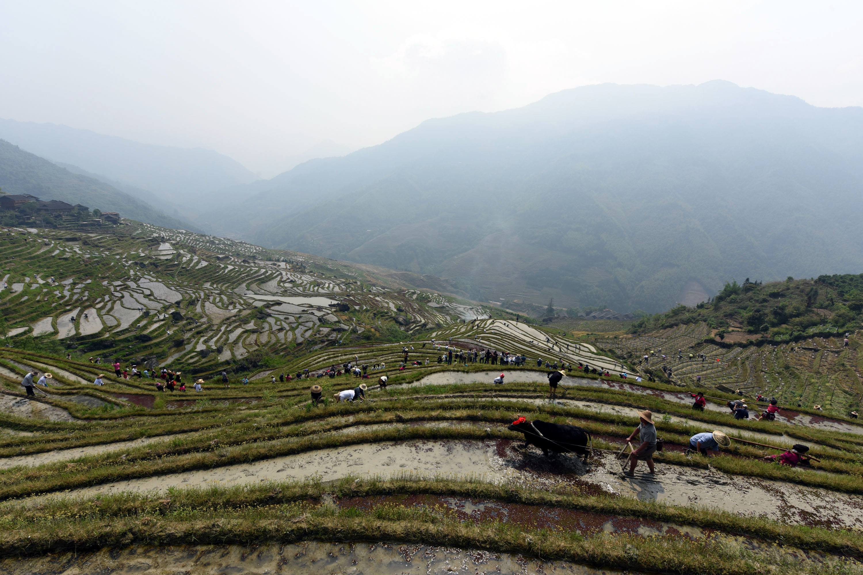 雄大なスケールと綺麗な曲線の美が人々を魅了する龍勝龍脊棚田(李さん特別編)